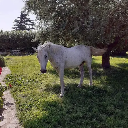 Le Papillon De Soie Bed & Breakfast Pierrelatte